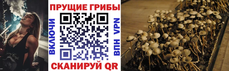 Галлюциногенные грибы Psilocybe  Нурлат 